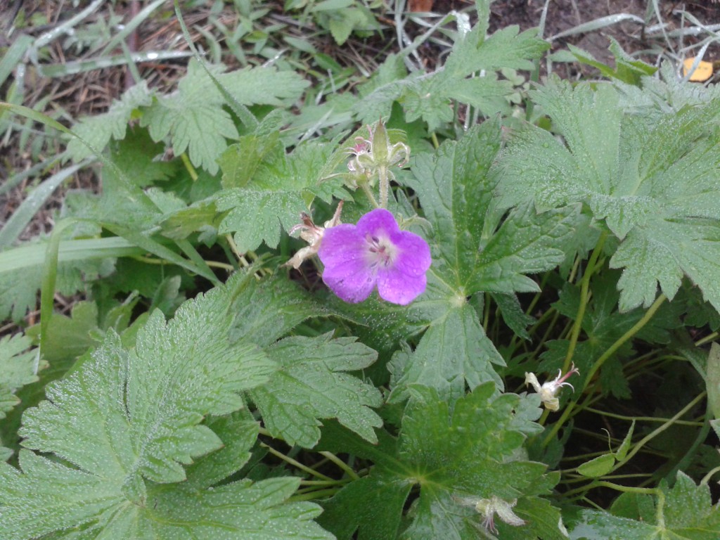 midsommarblomster eller